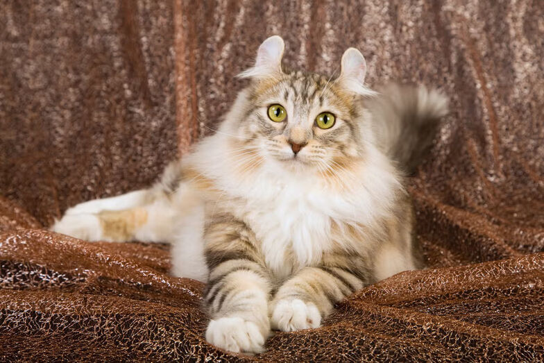 American Curl