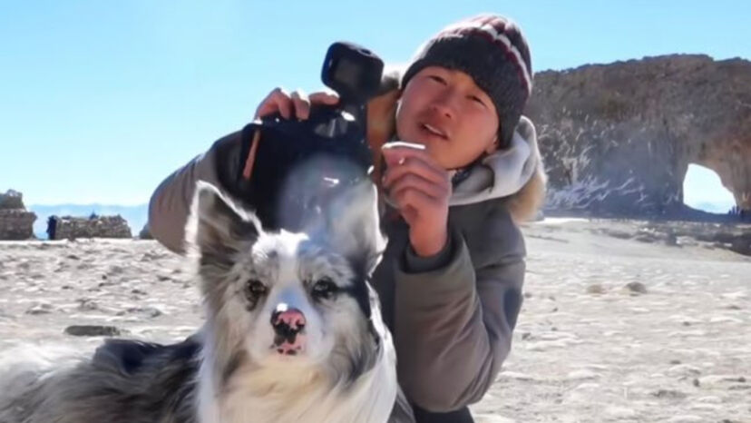 O triste fim de Chutou. Border Collie com 1,5 milhões de seguidores desaparece e reacende debate sobre proteção animal