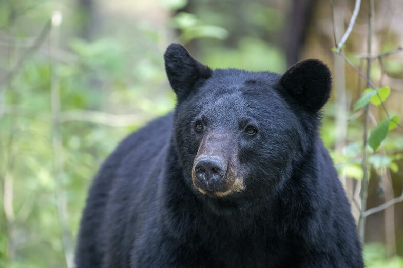 Um urso em sarilhos! Polícia resgata animal que ficou preso na casa de banho de um hotel