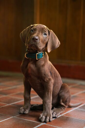 Momento histórico na televisão! Nova série de "Scooby Doo" da Netflix vai ter um cão real pela primeira vez