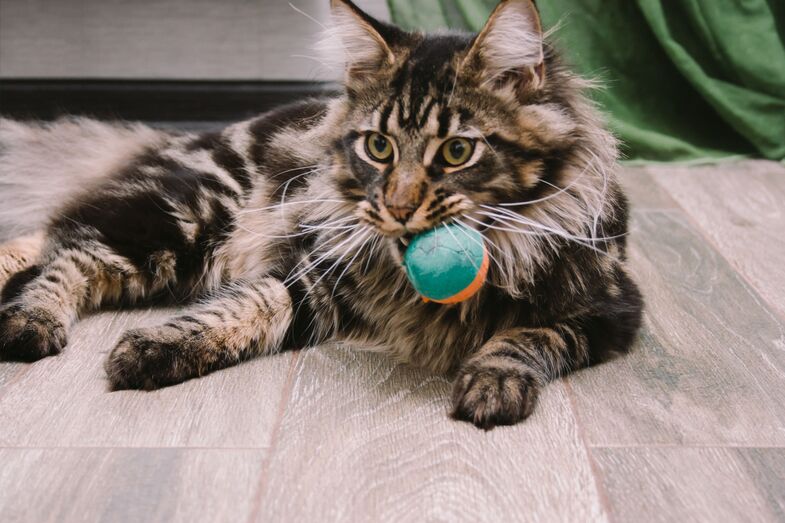 Ratos, brinquedos e outras ofertas. Descubra porque é que os gatos costumam dar "presentes" aos tutores