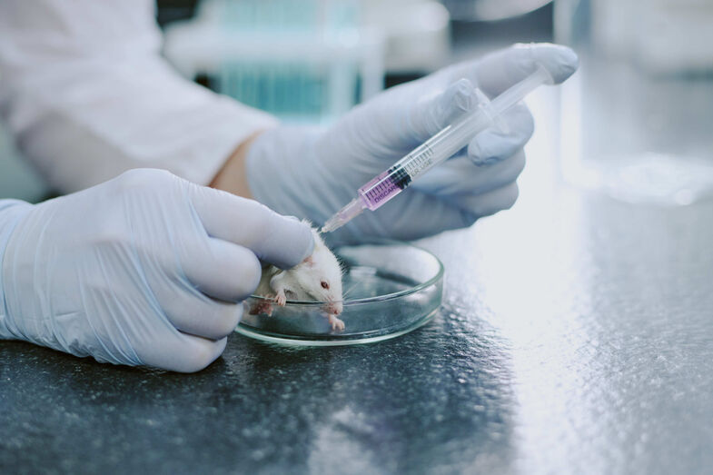 União Europeia quer acabar com testes em animais para avaliação de produtos químicos