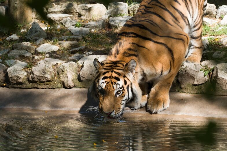 Há novos tigres no Zoo de Lisboa