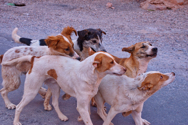 Açores lideram abandono de animais de companhia. Centros de recolha estão sobrelotados