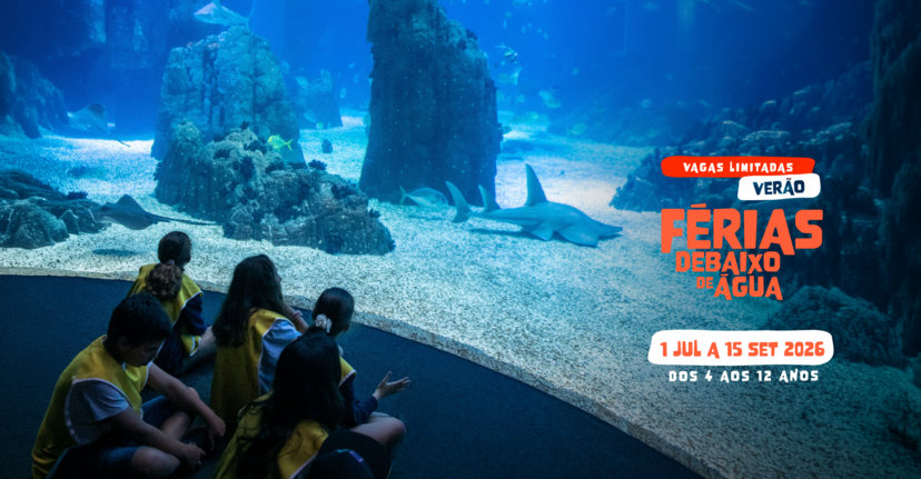 O Campo de Férias do Oceanário de Lisboa está de volta! E promete um verão cheio de descobertas, ciência e muita diversão