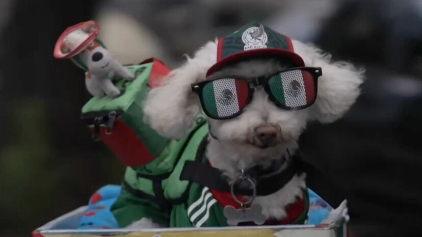 O pato Merlin já tem companhia. Conheça Osito, o cão que também se tornou uma mascote do México no Mundial