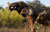 Assim foi o primeiro dia da elefante Julie no Santuário Pangea em pleno Alentejo 