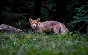 Comércio de animais selvagens está a aumentar o risco de novas doenças, alertam especialistas