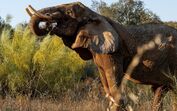 Assim foi o primeiro dia da elefante Julie no Santuário Pangea em pleno Alentejo 