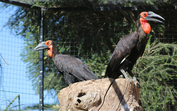 Um nascimento histórico no Algarve. Zoo de Lagos celebra primeira cria de calau-terrestre do País