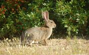 Coelho-ibérico em Portugal, um animal vital para a biodiversidade