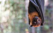Das aves aos morcegos, Bragança vai estudar o impacto do eclipse nos animais