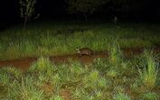 Boas notícias! As lontras estão de volta à Serra de Sintra
