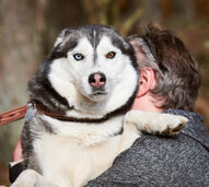 Eutanásia ou morte natural? O impacto emocional nos tutores é praticamente o mesmo, conclui estudo do Dog Aging Project