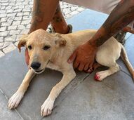 PSP investiga vídeo que mostra criança a alegadamente tentar afogar um cão em Lisboa
