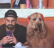 Há um novo ídolo do Mundial! Conheça o Brodie, o cão com headphones que conquistou o Mundial (e já era uma estrela da internet)