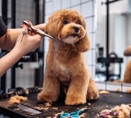 Afinal, cortar o pelo ajuda os cães a suportar o calor? Conheça 2 mitos e 3 verdades sobre a tosquia no verão