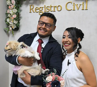 Até que a morte os separe! No Equador, cães e gatos já podem ser "testemunhas" dos casamentos civis