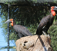 Um nascimento histórico no Algarve. Zoo de Lagos celebra primeira cria de calau-terrestre do País
