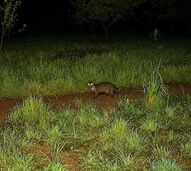 Boas notícias! As lontras estão de volta à Serra de Sintra