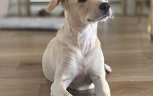 Depois do susto, Dobby está recuperado e à procura de uma nova família