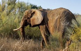 O novo lar de Julie: a última elefante de circo em Portugal já está no Alentejo... e vai ter uma companheira belga