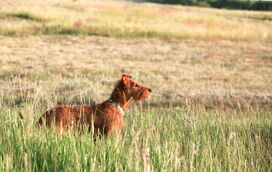 Alerta no verão: o perigo mortal das praganas para os cães em Portugal