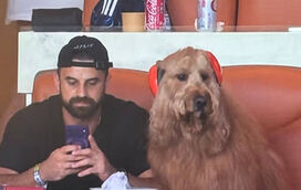 O adepto mais fofo do planeta! Cão assiste ao Mundial com auscultadores e torna-se viral