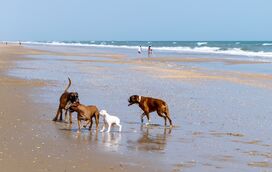 De norte a sul: 8 praias pet-friendly em Portugal para ir a banhos com o seu cão