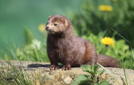 Espanha dá mais um passo pela defesa dos animais e pretende acaba com a exploração de visons, raposas e chinchilas para o uso de peles