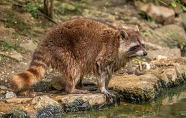 Pensavam que estavam a salvar um cão a afundar-se no inferno das cheias... e o final foi inacreditável!