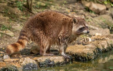 Um resgate insólito no Texas! Homens pensavam que estava a salvar um cão, mas na verdade era... um guaxinim