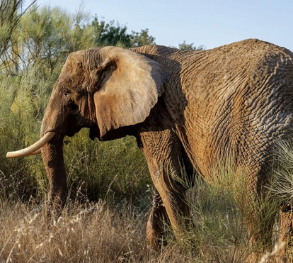 O novo lar de Julie: a última elefante de circo em Portugal já está no Alentejo... e vai ter uma companheira belga