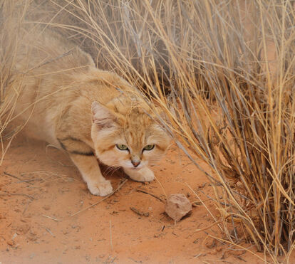 O gato que se julgava extinto afinal está vivo! Vídeo prova existência de espécie rara adaptada ao deserto na Líbia
