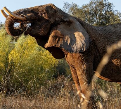 O fim de uma era: As primeiras imagens de Julie, a última elefante de circo em Portugal, em total liberdade no Alentejo 