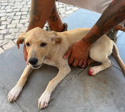 Caso de polícia em Lisboa: criança investigada após imagens chocantes de crueldade a tentar afogar cachorro