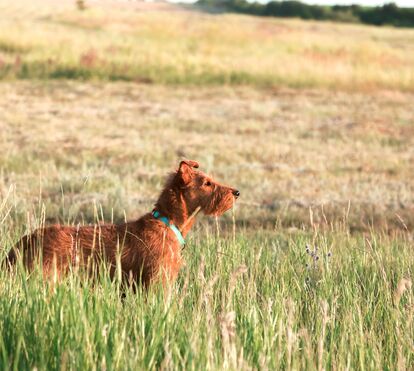 Alerta no verão: o perigo mortal das praganas para os cães em Portugal