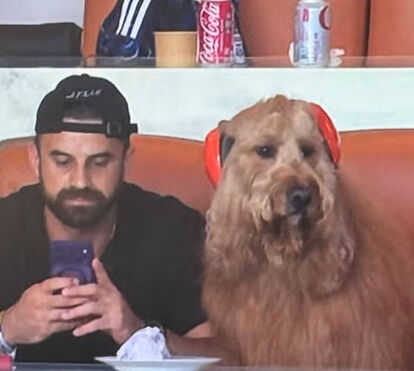 O adepto mais fofo do planeta! Cão assiste ao Mundial com auscultadores e torna-se viral