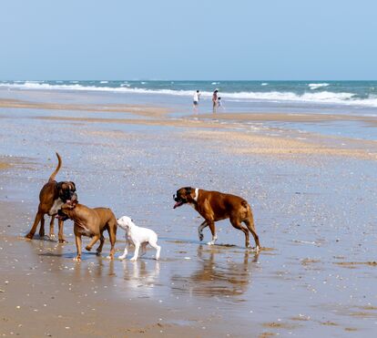 De norte a sul: 8 praias pet-friendly em Portugal para ir a banhos com o seu cão