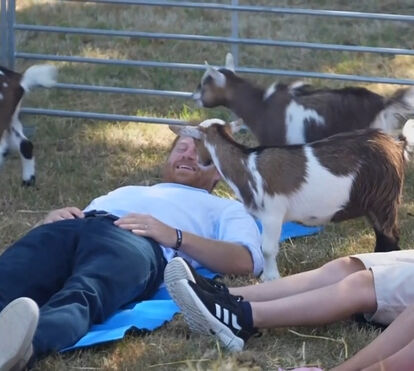 Em casa em Inglaterra! O sorriso de Harry ao fazer uma aula de yoga com cabras