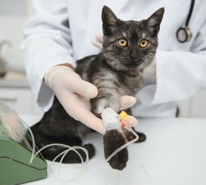 Falta de sangue ameaça animais em Portugal e o seu companheiro de quatro patas pode ser um verdadeiro herói. Saiba como!