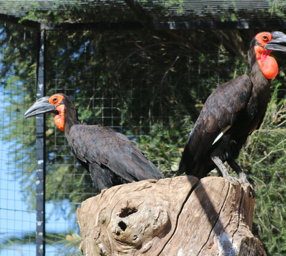 Milagre no Zoo de Lagos: casal de aves raras consegue ter a primeira cria ao fim de 17 anos