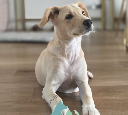 Dobby, o cão que comoveu o País, está a salvo e à procura de um novo lar: saiba como pode torná-lo o seu novo amigo