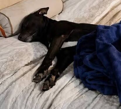 A história de Jumo está a emocionar o mundo: o cão que dormia num expositor de uma feira e conquistou uma família