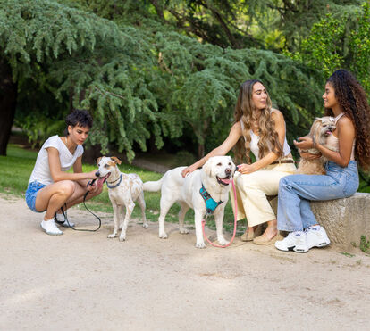 Há sunsets pet-friendly a chegar aos jardins de Setúbal durante todo o mês de agosto