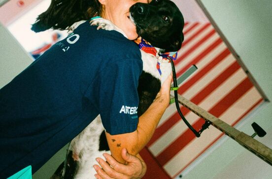 Banho, escova e… uma nova vida. Conheça o 'Cãobeleireiro' que está a transformar as vidas de cães para adoção