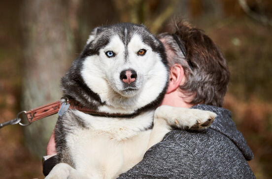 Eutanásia ou morte natural? O impacto emocional nos tutores é praticamente o mesmo, conclui estudo do Dog Aging Project