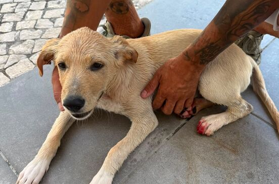 PSP investiga vídeo que mostra criança a alegadamente tentar afogar um cão em Lisboa
