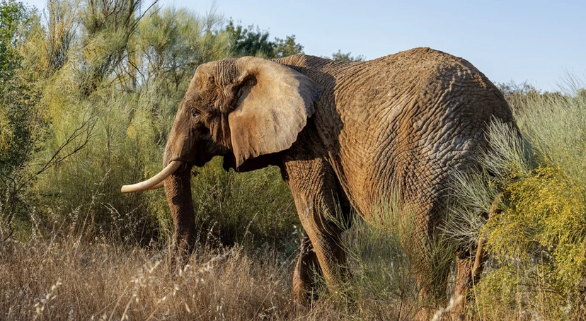 Há uma nova "rainha" no Alentejo. Julie é a primeira habitante oficial do Santuário de Elefantes