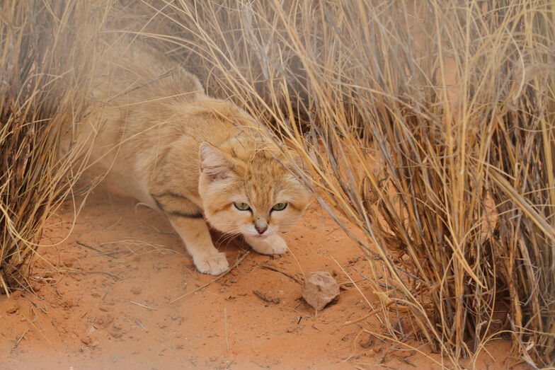 Uma boa surpresa! Gato de areia raro foi apanhado em vídeo na Líbia